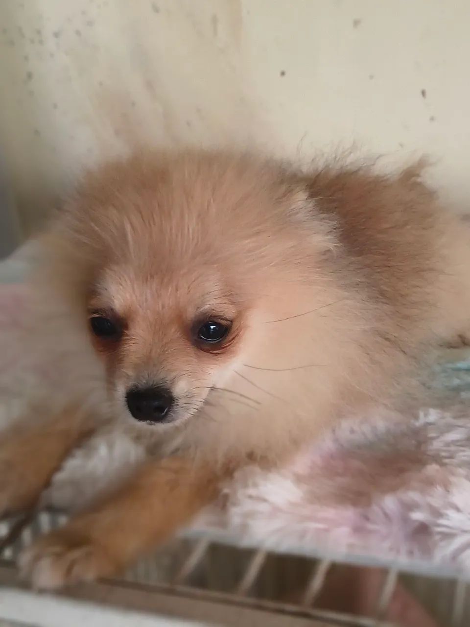 Spitz alemão, - Foto 3