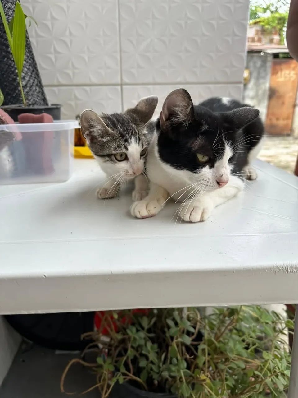 Gatinhos para doação  - Foto 5