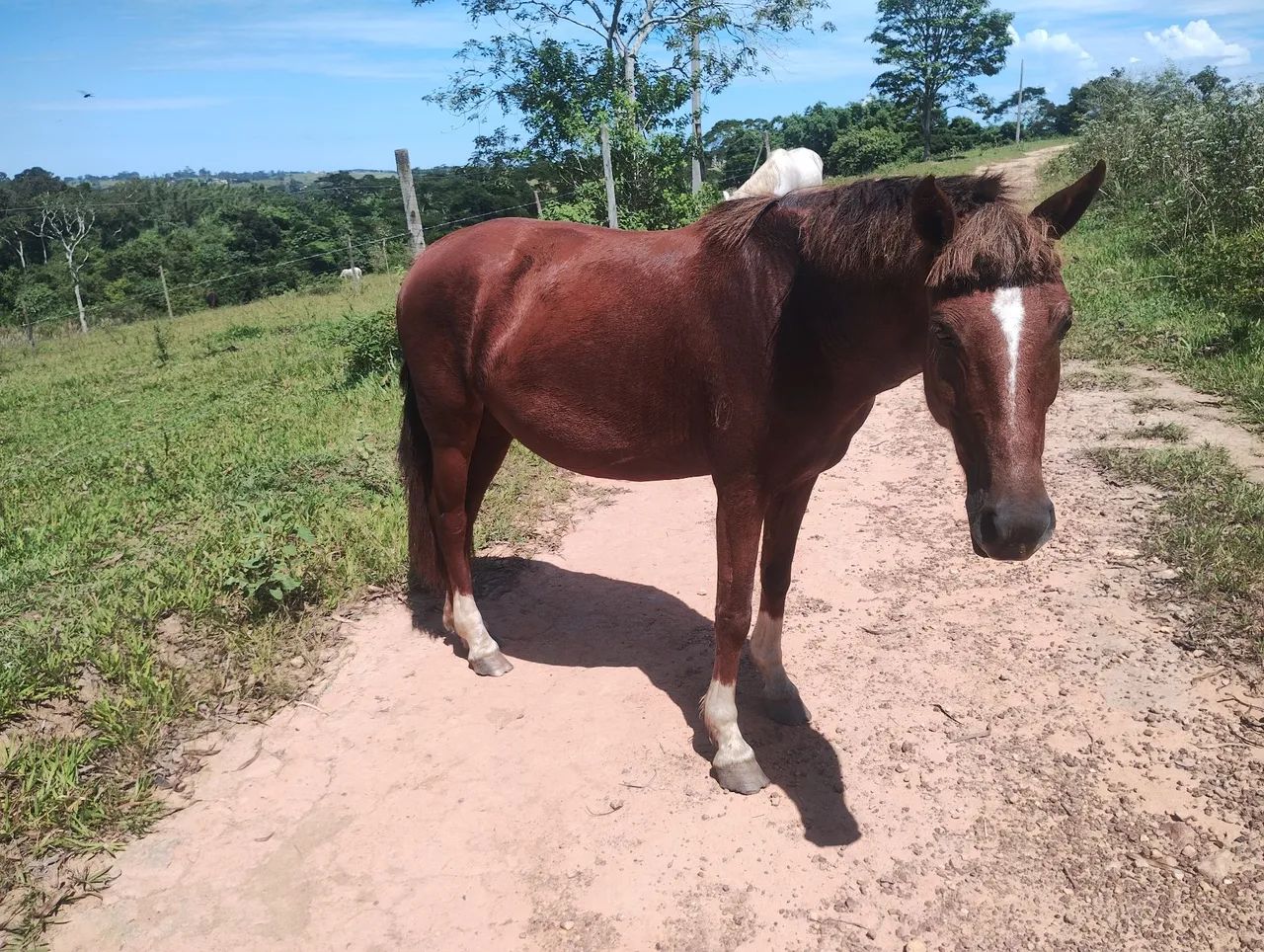 Cavalos puros de origem a venda - Foto 4