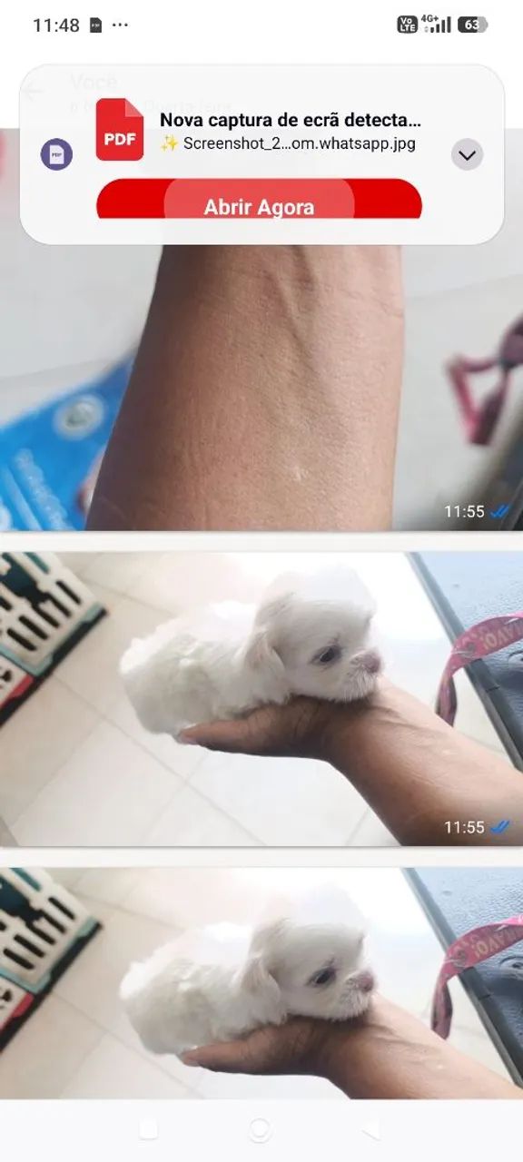 Cachorro  - Foto 2