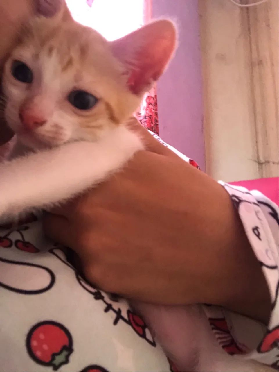 Gatinhos  - Foto 2