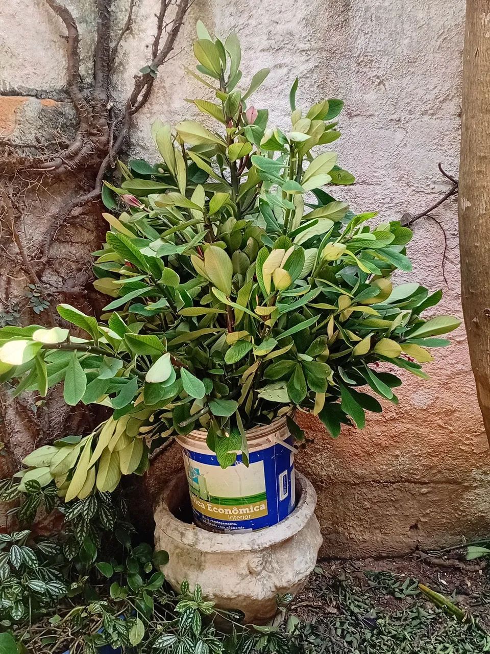 Mudas de Janaúba - Foto 2