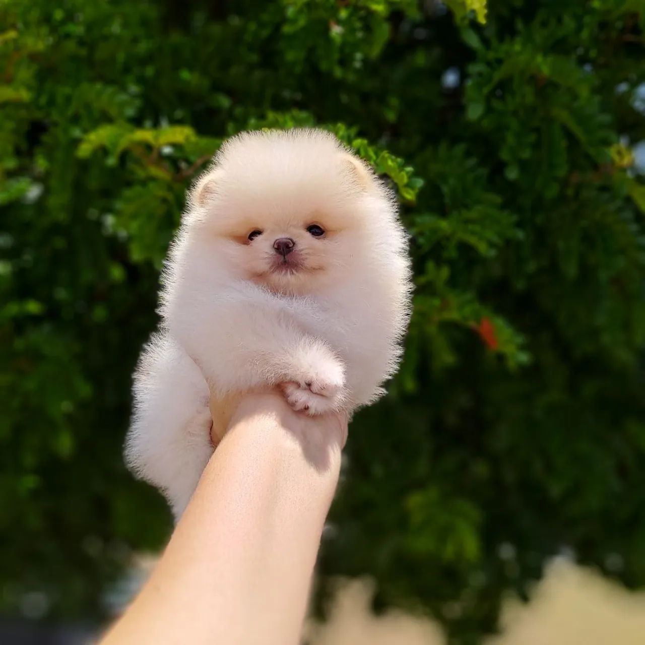 Chegaram Os Ursinhos mais lindos da Olx - Foto 5