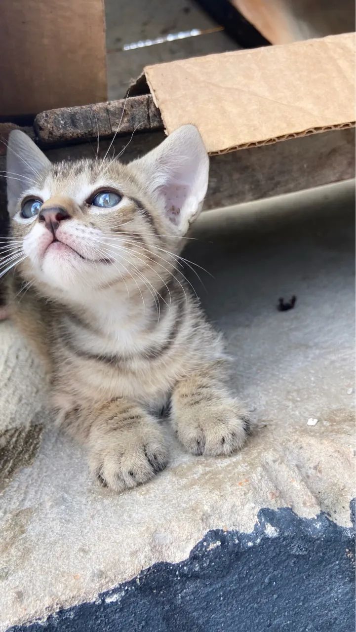 Gatos filhotes doação 2 meses