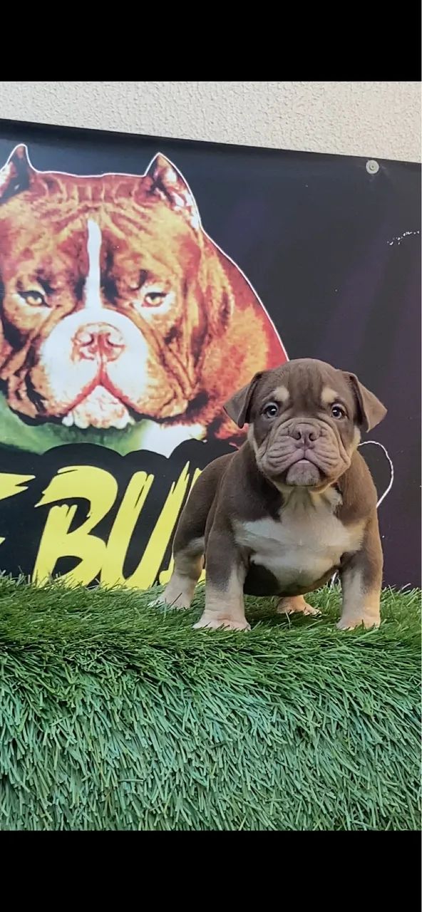 Filhote de American bully micro  - Foto 2