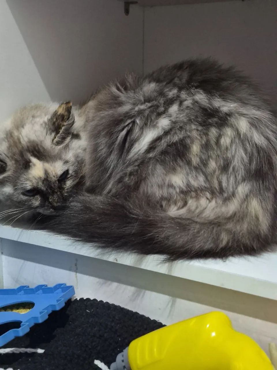 Doa se gata femea castrada  - Foto 2