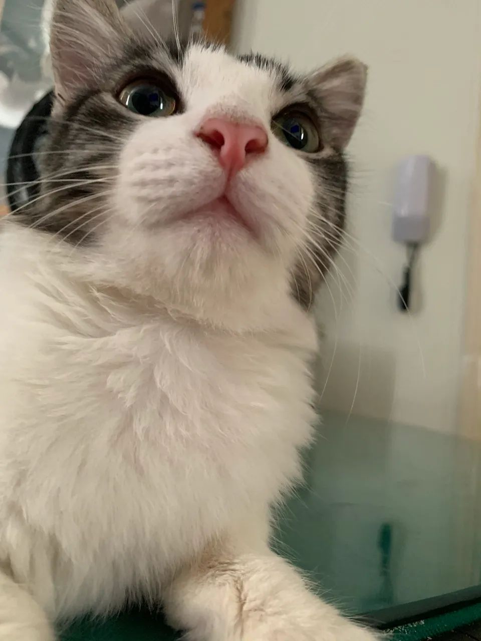 Doa - se lindos gatos (8 meses) - Foto 4