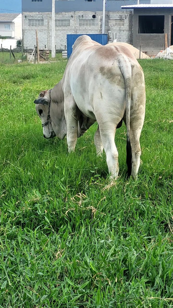 Touro nelore 18 meses  - Foto 4