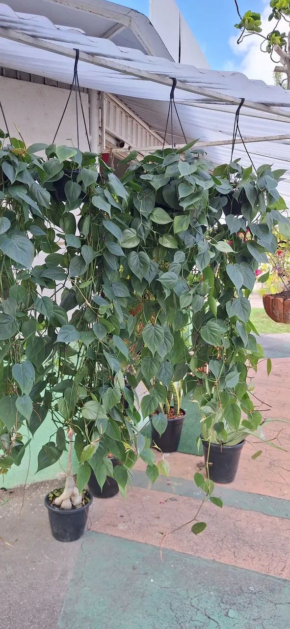 Planta filodendro verde (enorme)
