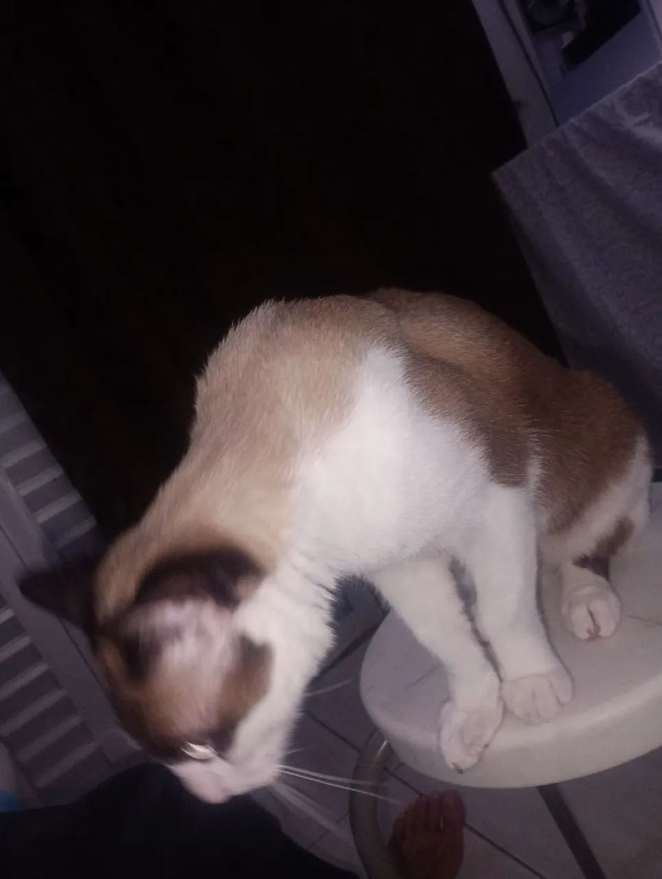 Gato - Foto 2