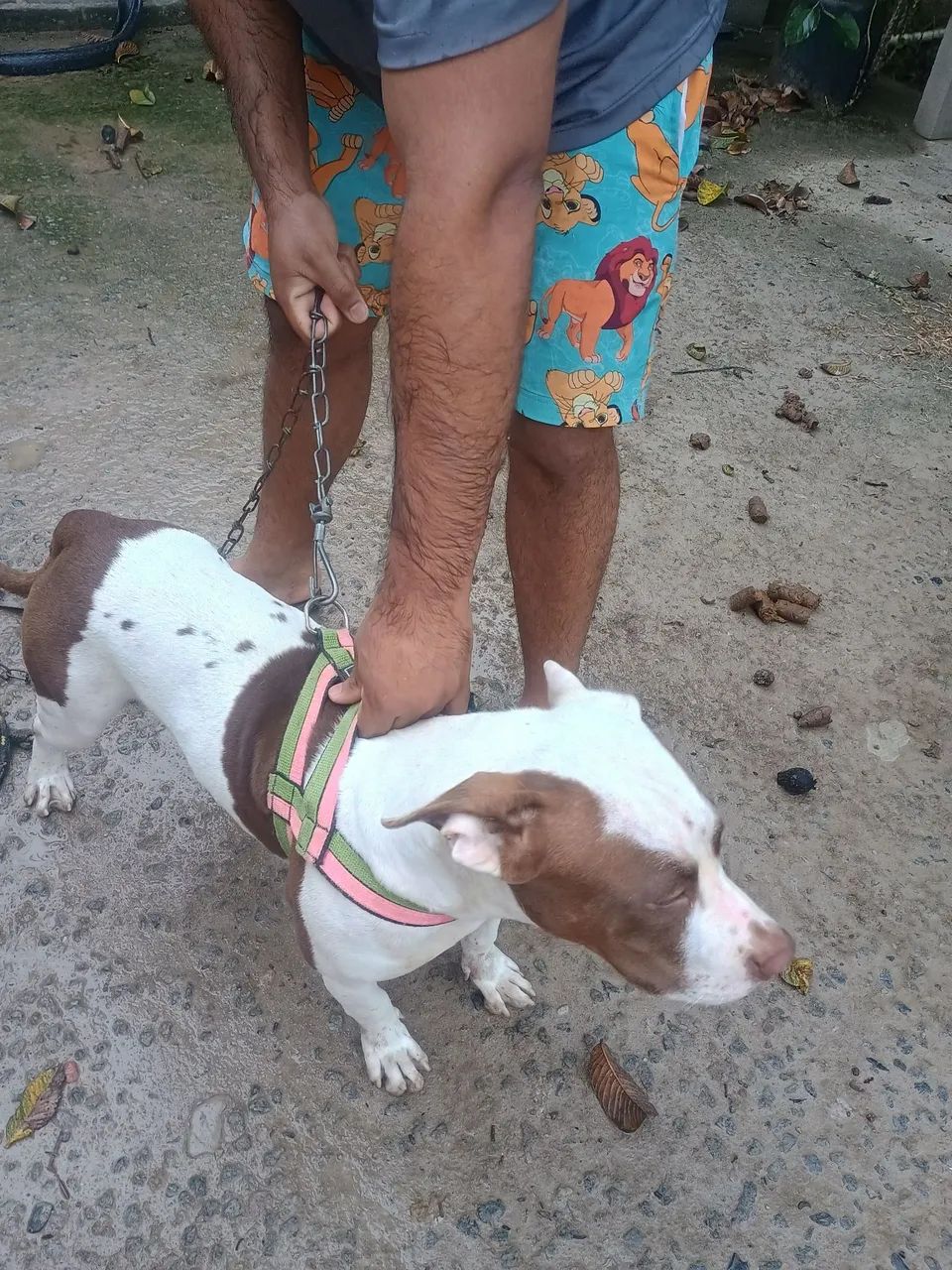Pit bull - Foto 2