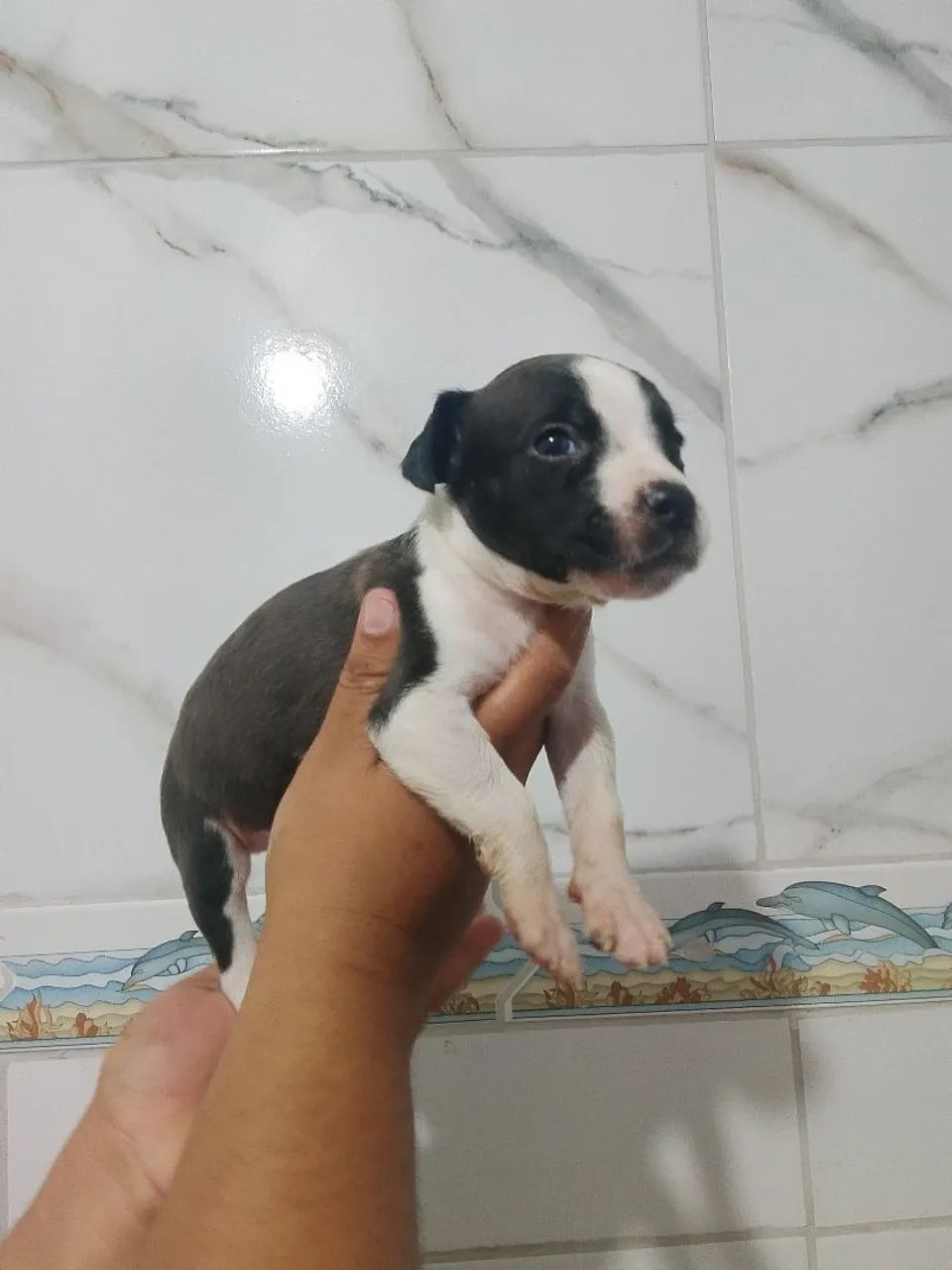 Pitbull - Foto 2