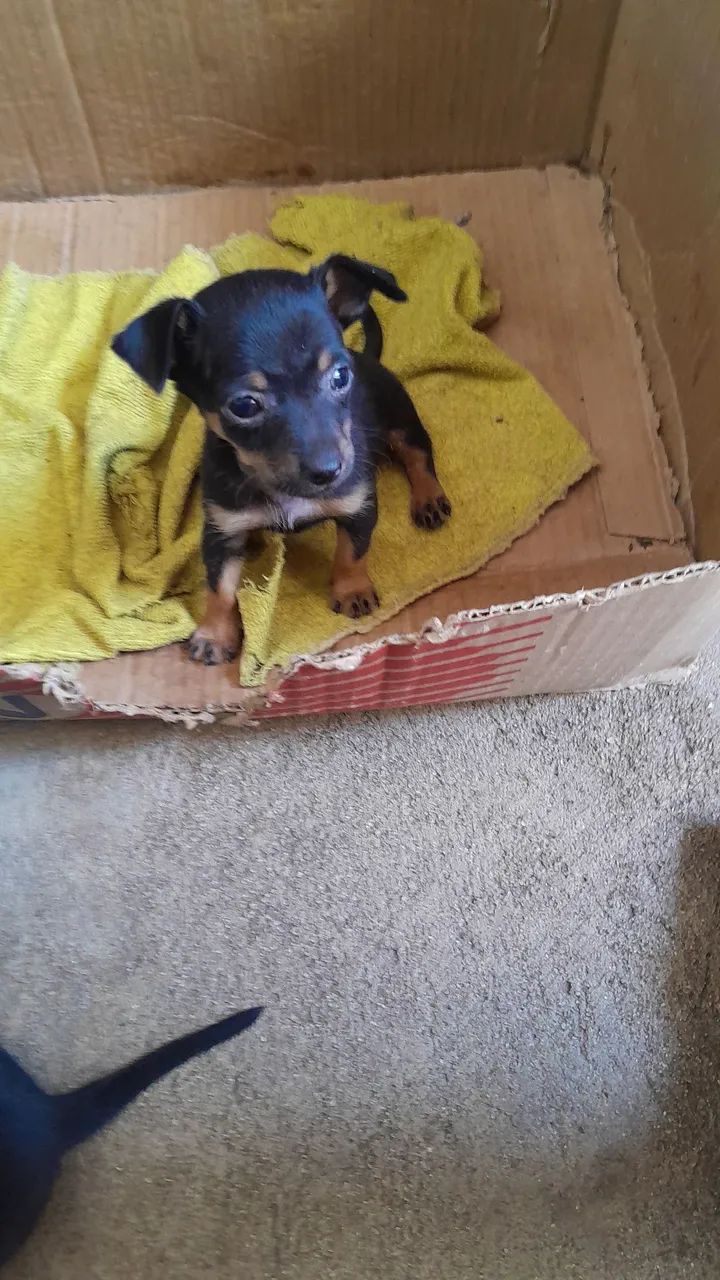 Cachorro pinscher número 1  - Foto 3