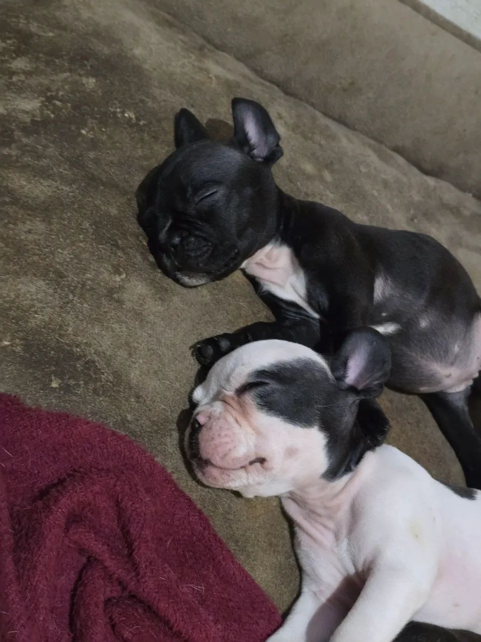 Bulldogue Francês  - Foto 2