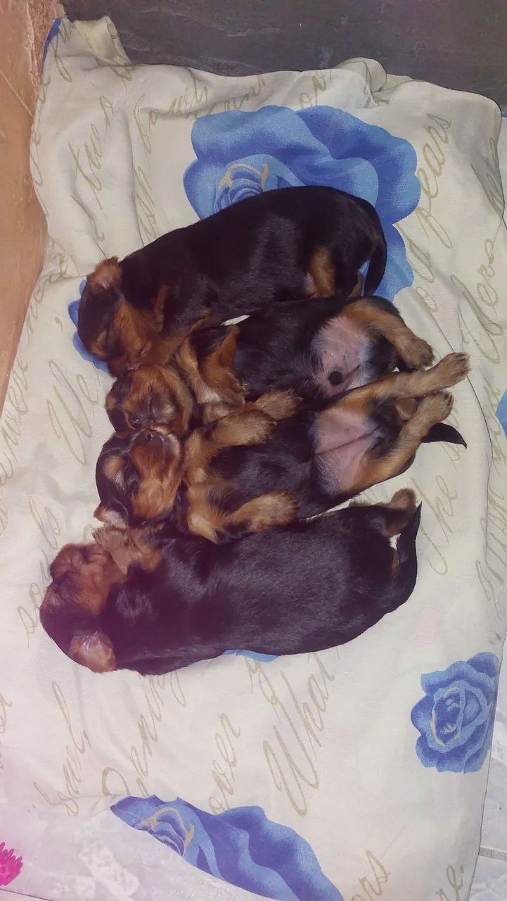 Yorkshire Terrier Fêmea e Macho
