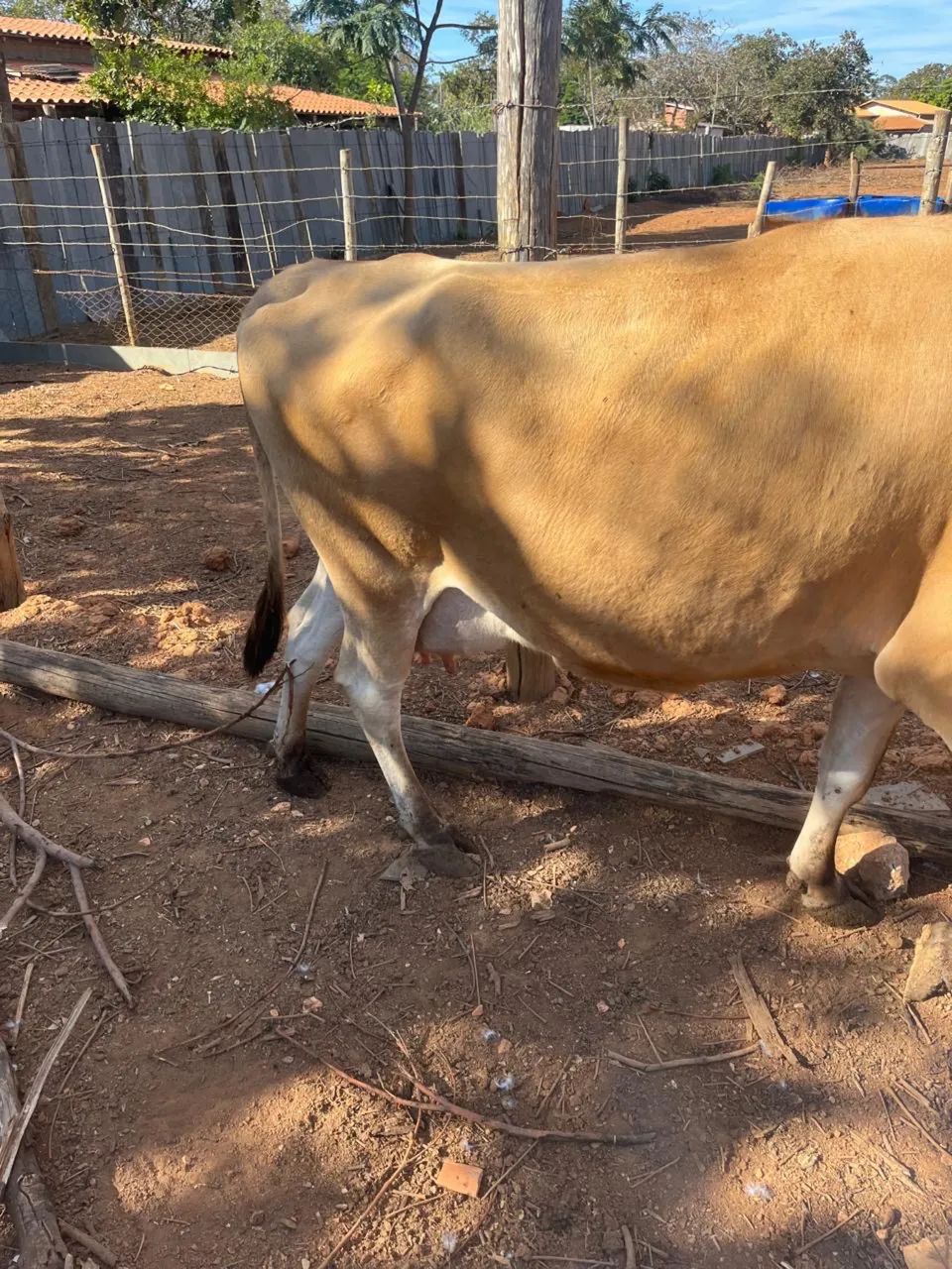 Vaca  - Foto 2