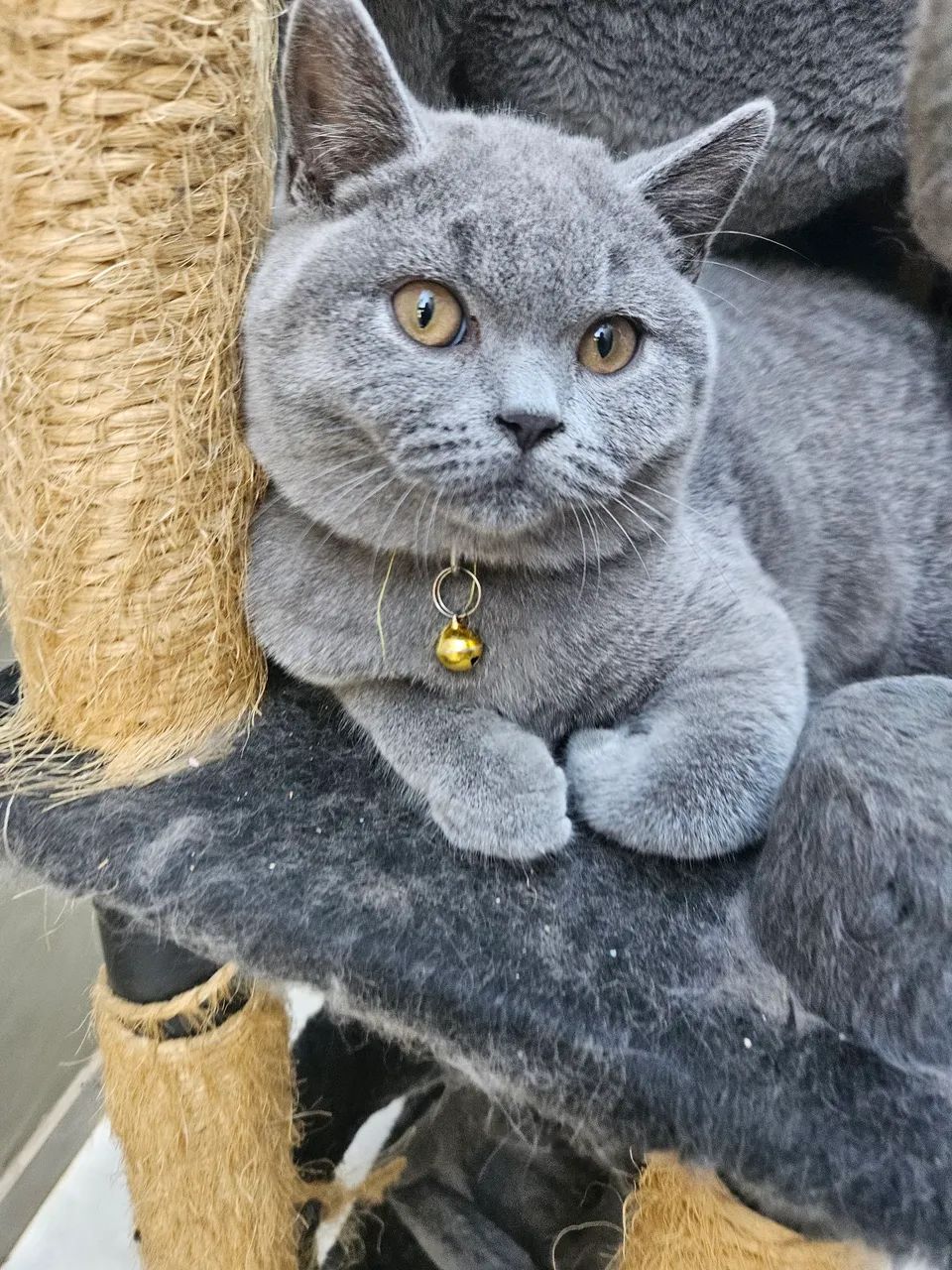 Filhote macho British shorthair (inglês pelo curto) - Foto 3