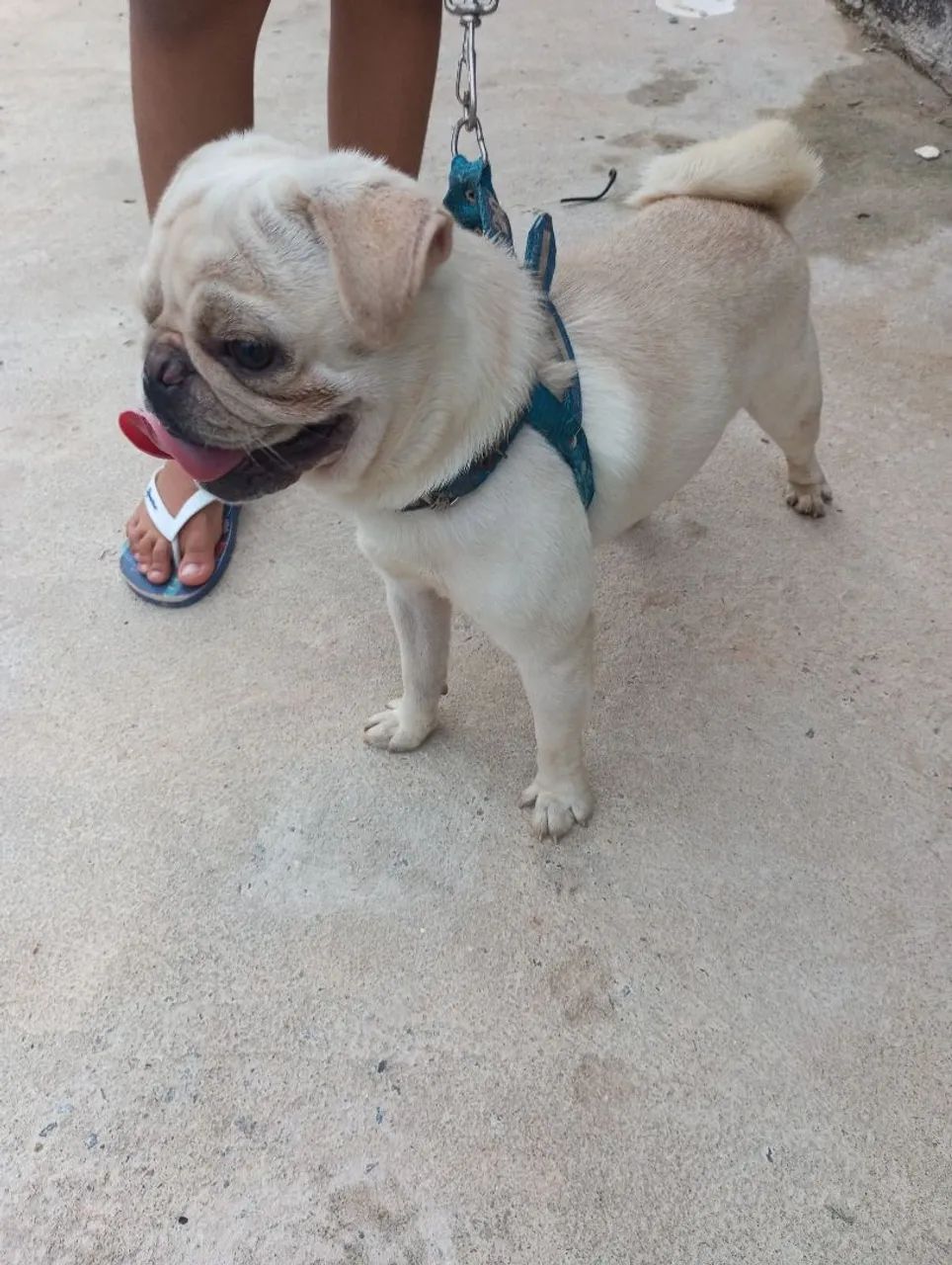Pug branco para cruzar  - Foto 2