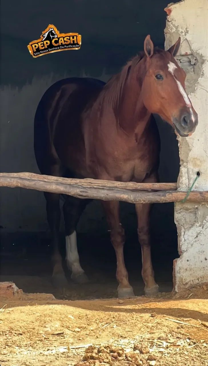 Cavalo
