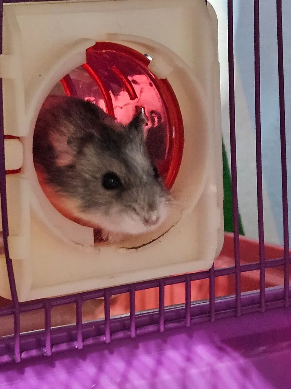 Hamster com gaiola - Foto 4