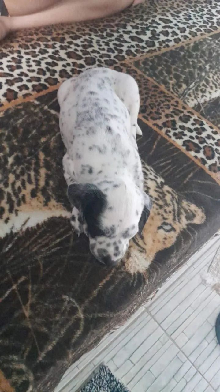 Vende se cachorro dálmata (macho) - Foto 2