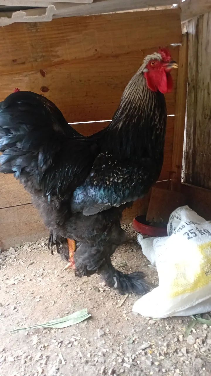 Galos bhrama  - Foto 2