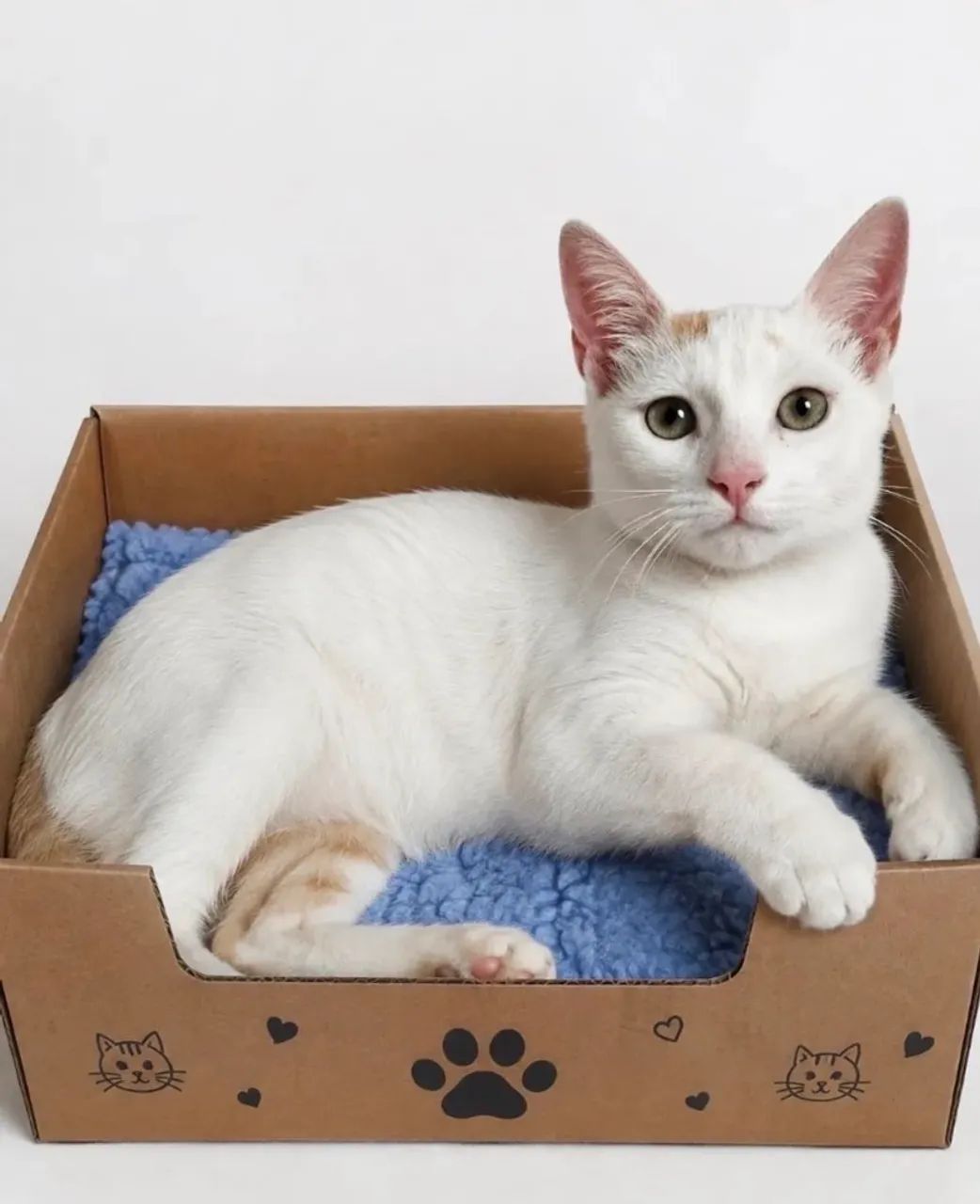 Gatinho adoção responsável  - Foto 2