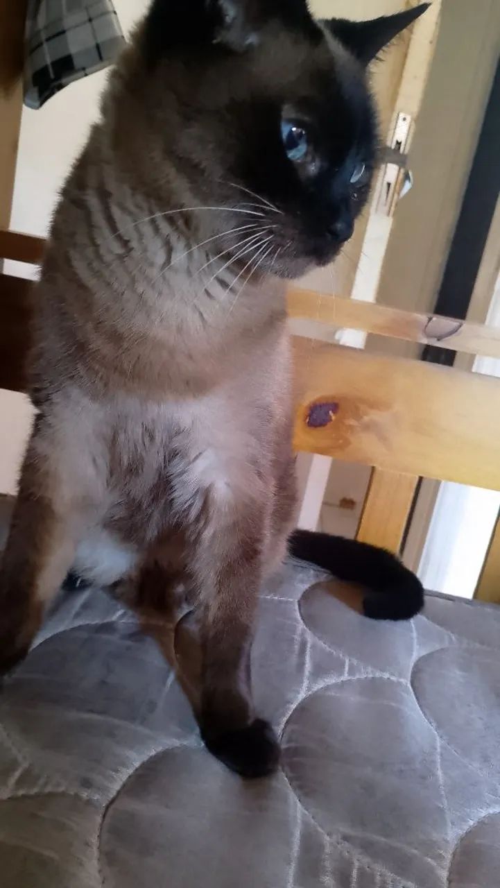 Gato para adoção - Foto 3