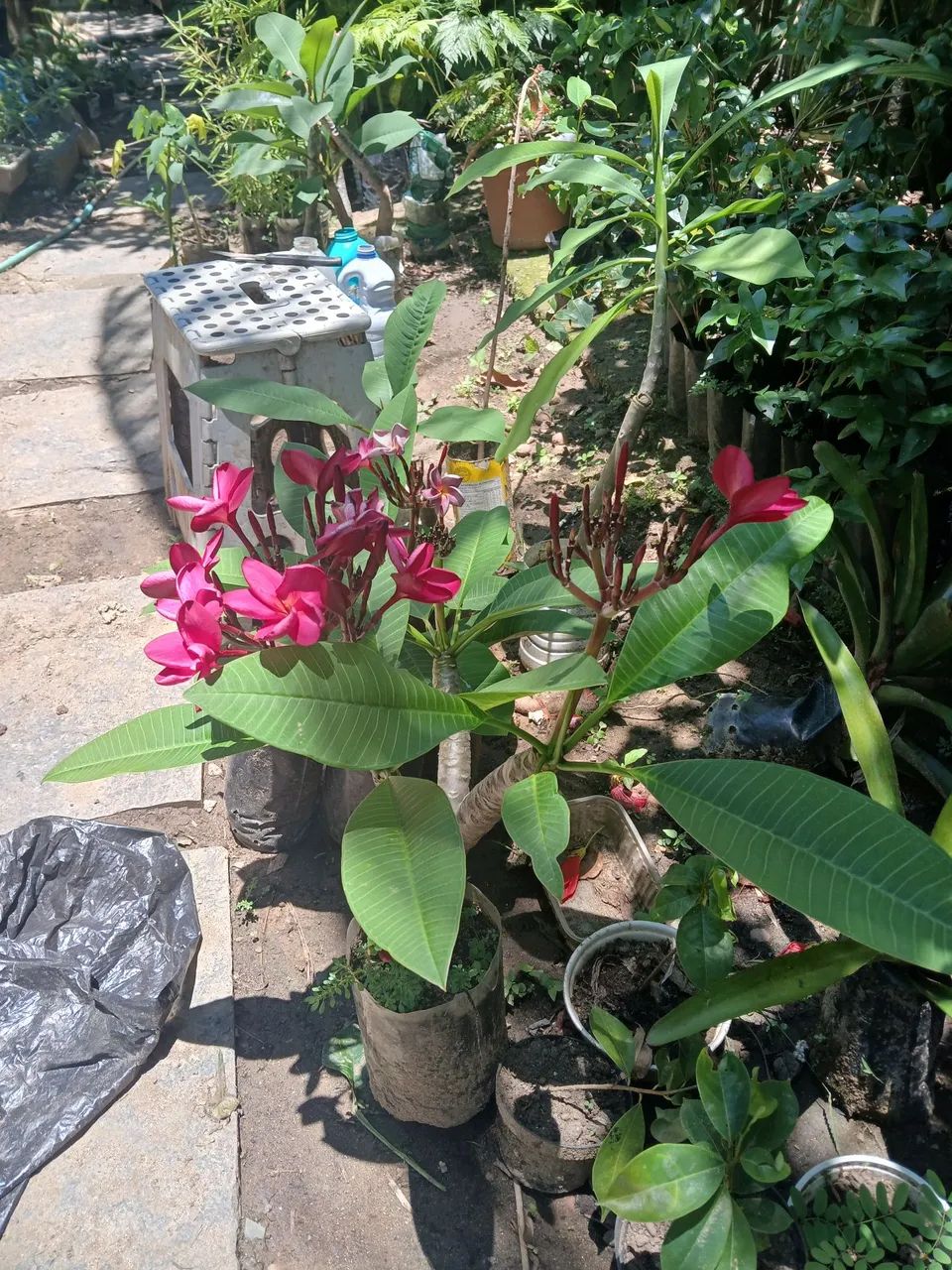 Jasmim manga amarelo com rosa  - Foto 4