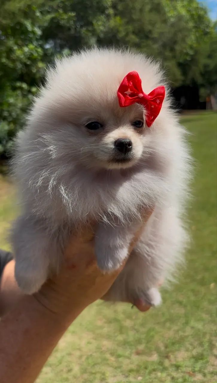 Spitz alemão fofos 