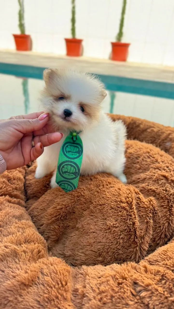 Lulu da Pomerânia 