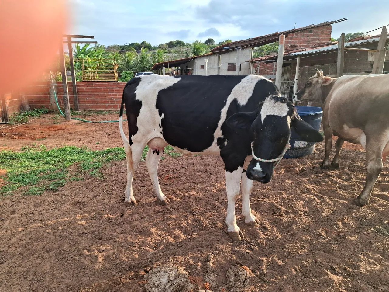 Gado de leite  - Foto 3