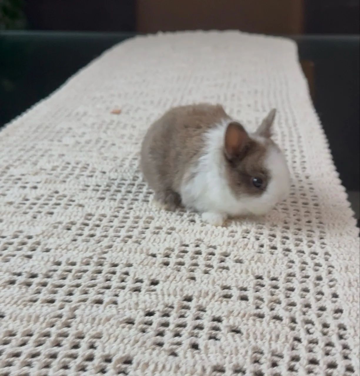 Coelho anão netherland dwarf - Foto 3