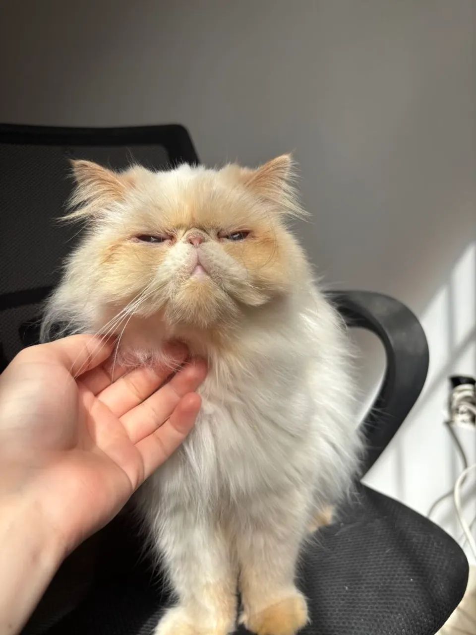 Gata Persa  - Foto 2