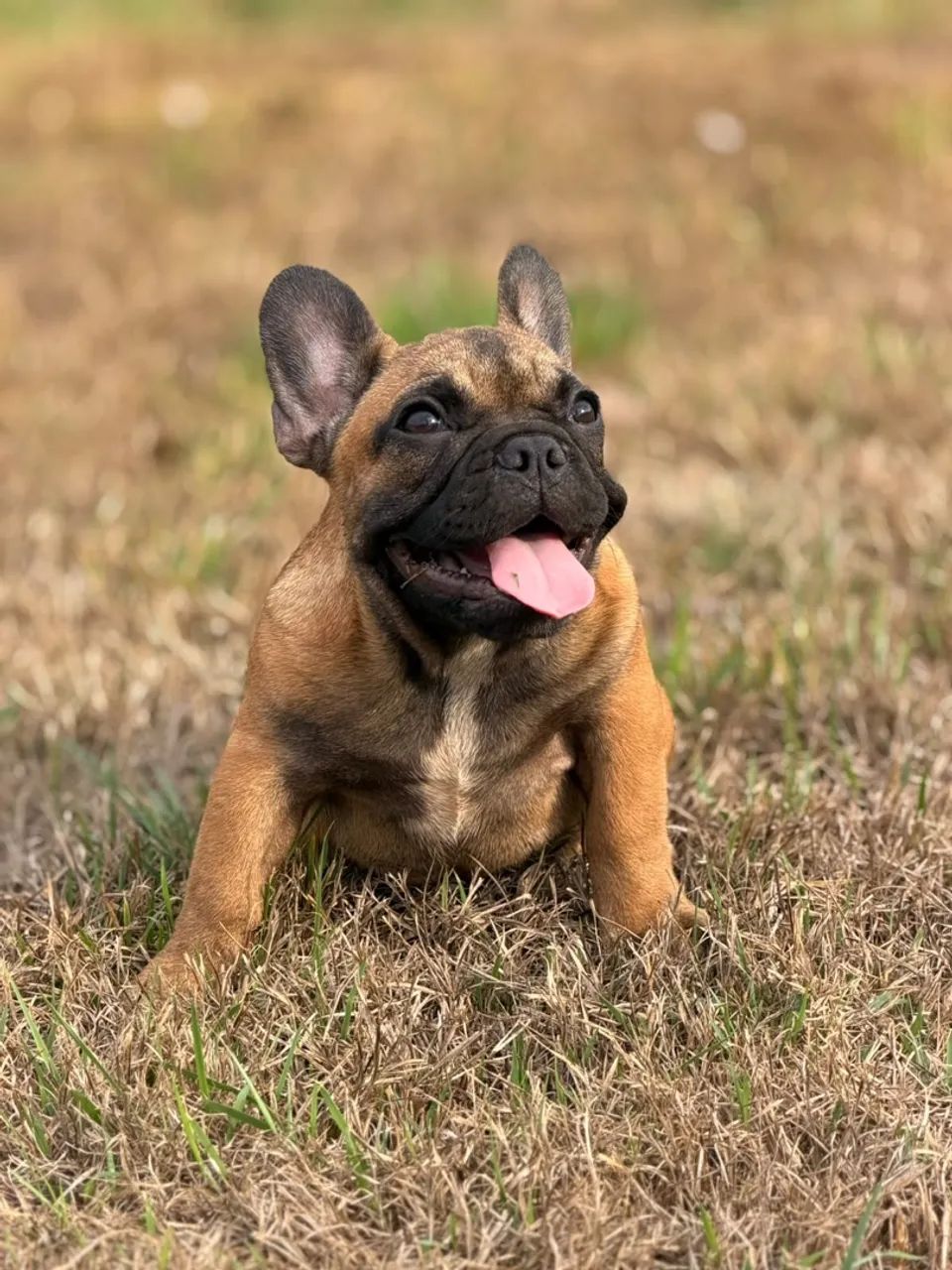 Buldogue Francês Micro Exótica - Foto 2