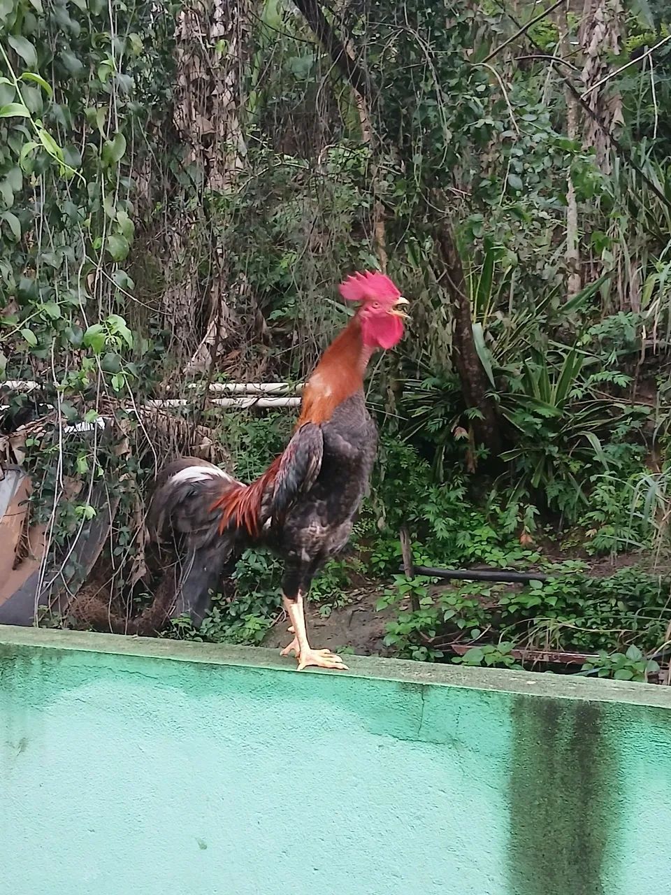 Galo e galinha  - Foto 3