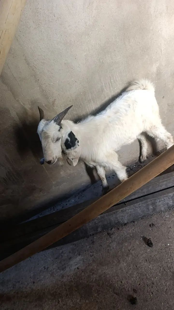 Cabras e cabritos  - Foto 5
