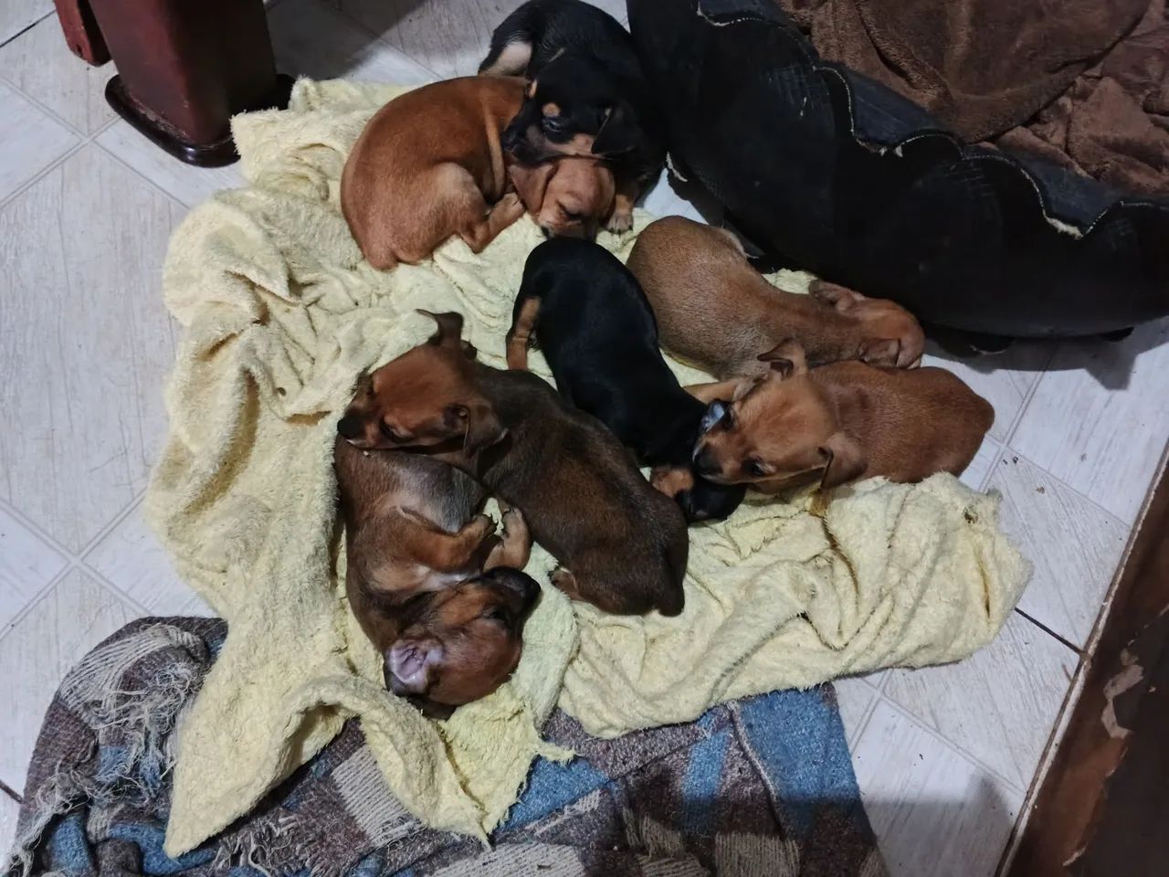 Pets  - Foto 5