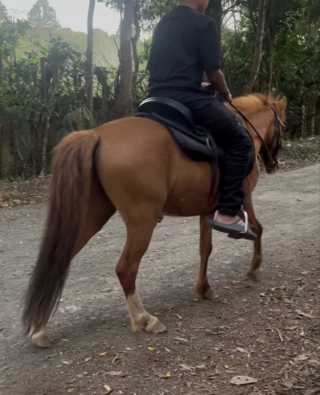 Pônei Piquira à venda - Foto 4