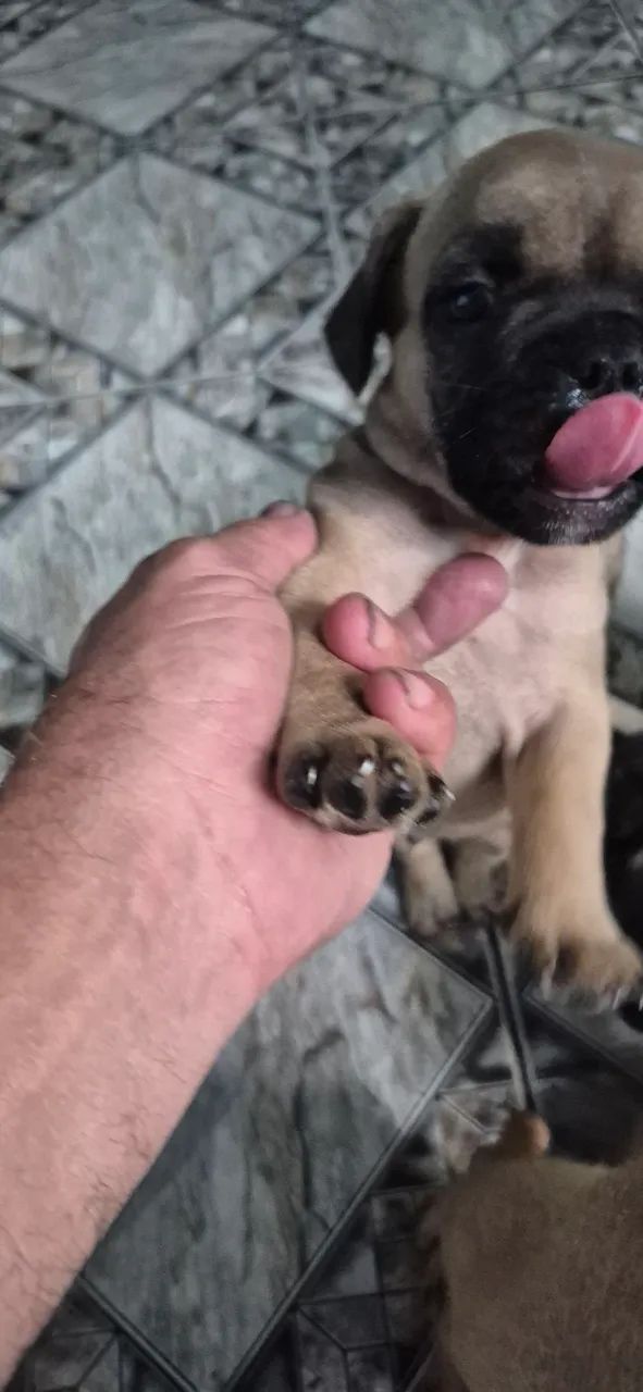 Filhotes buldogue francês - Foto 5