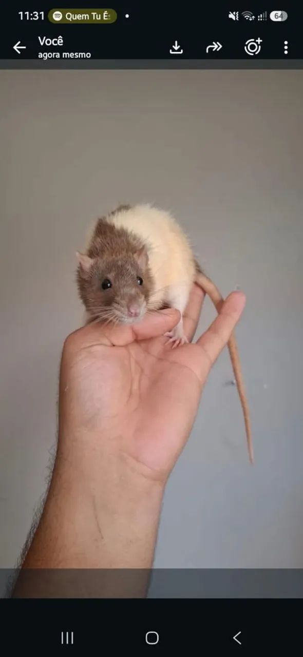 Rato petz - Foto 2