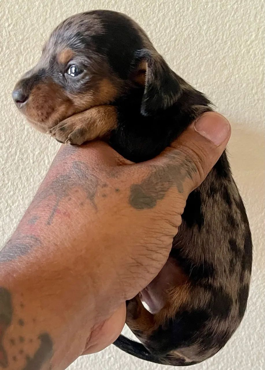 Cachorro  - Foto 4