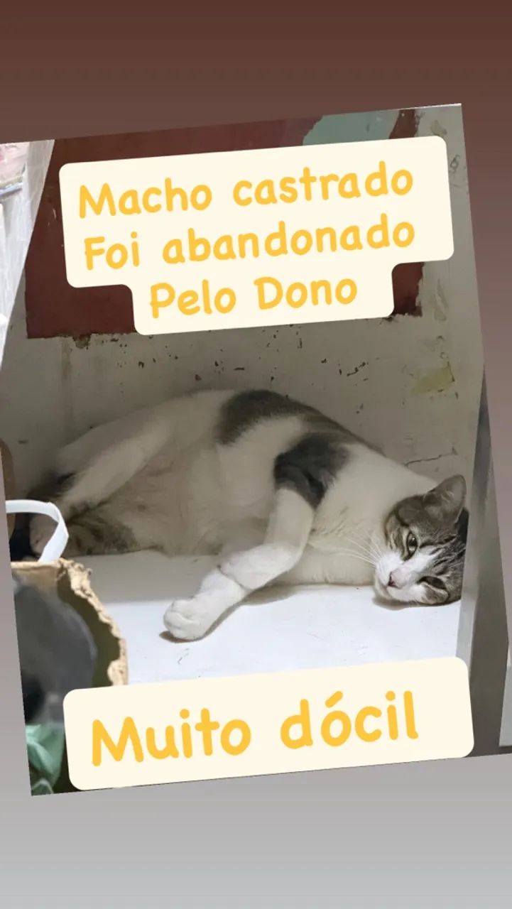 Gato para adoção  - Foto 3
