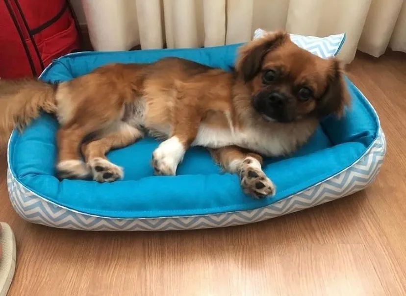Camas pets  - Foto 4