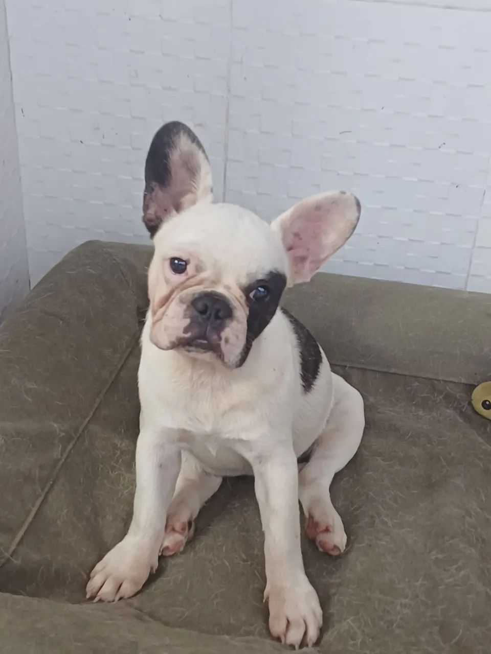 Vende Buldogue