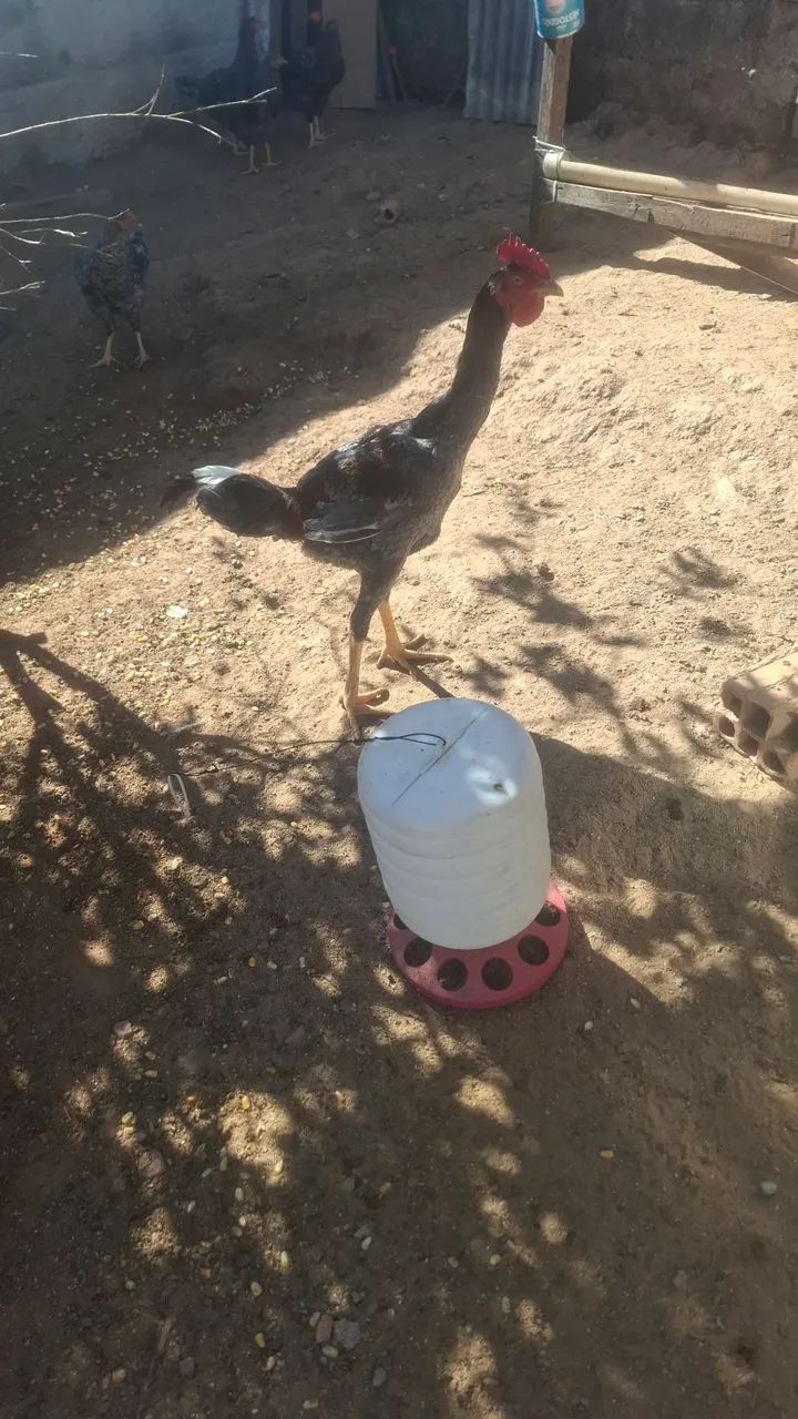 Frango  - Foto 2