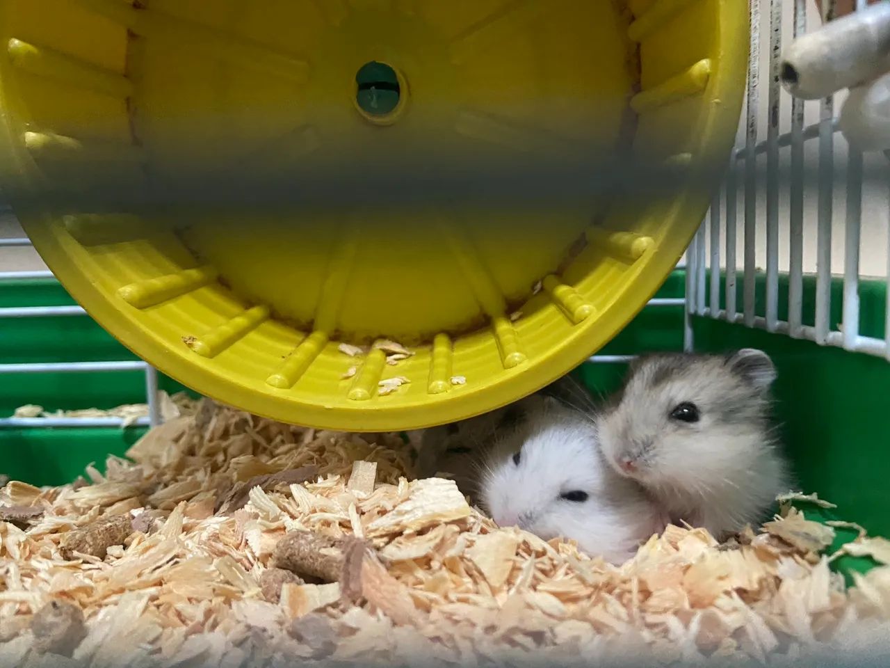 Roedor Hamster Anão Russo - Foto 6