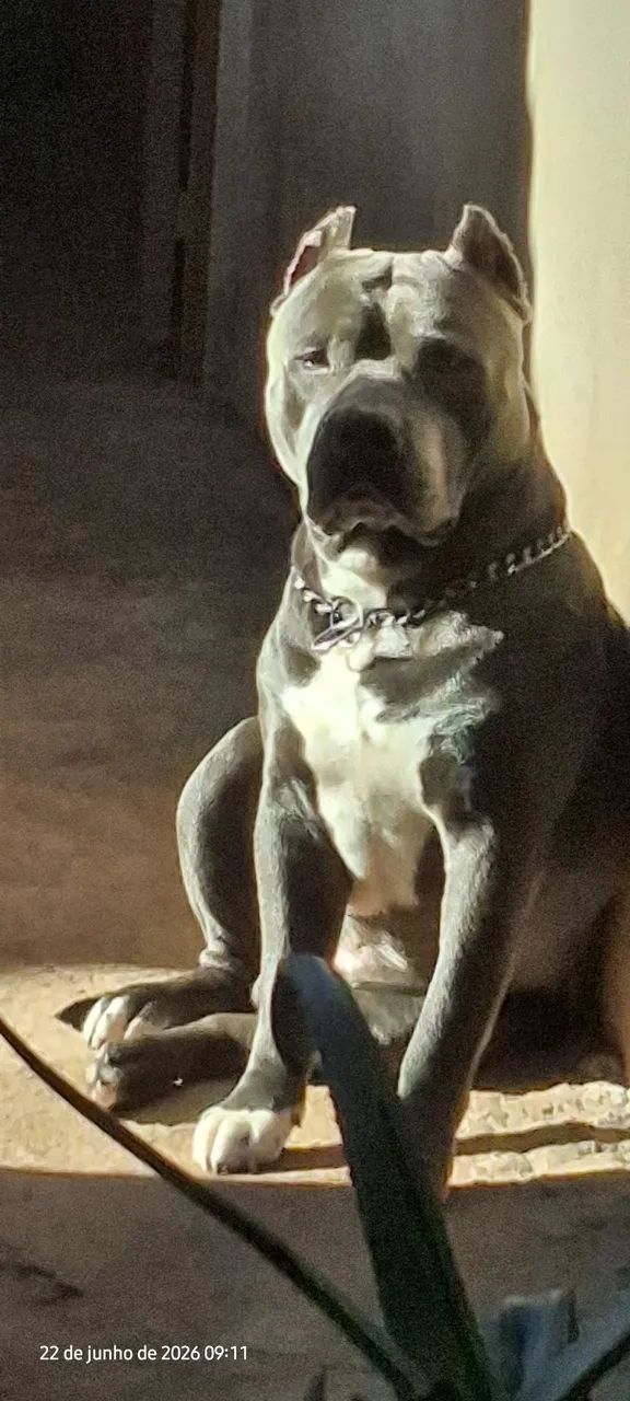 Pitmonster Blue 