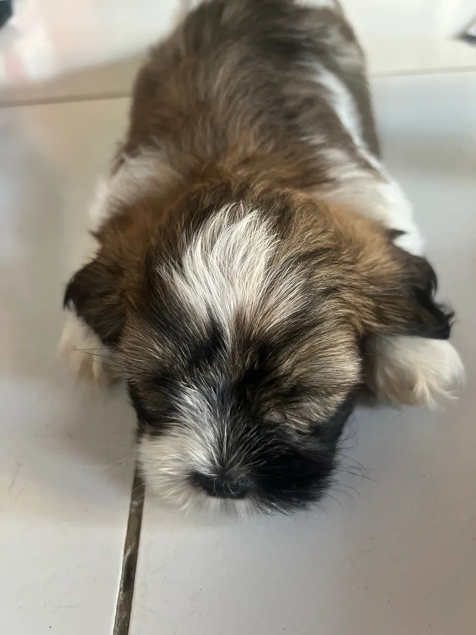 Lhasa apso  - Foto 2