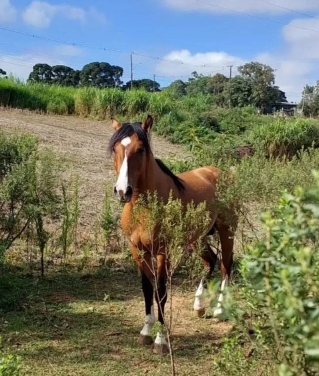 Cavalo crioulo